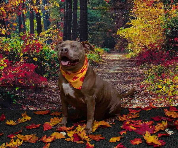 Medium Photo #2 Mutt Puppy For Sale in Sanford, FL, USA