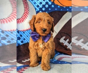 Goldendoodle Puppy for sale in OXFORD, PA, USA