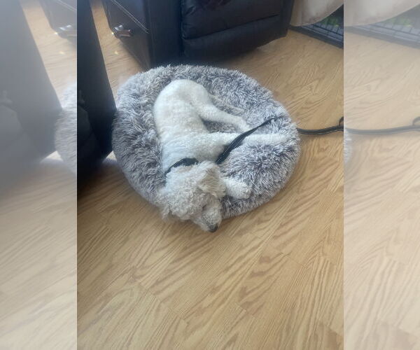 Medium Photo #10 Mutt Puppy For Sale in Sandy, UT, USA