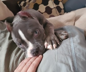 American Bully Puppy for sale in CONCORD, CA, USA