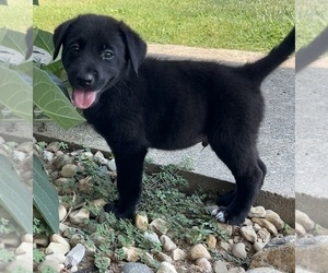 Labrador Retriever Puppy for sale in INDIANAPOLIS, IN, USA