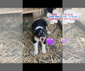 Medium Miniature Australian Shepherd