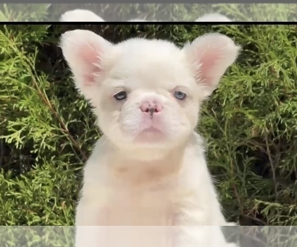 Medium Photo #13 French Bulldog Puppy For Sale in ANCHORAGE, AK, USA