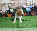Small #19 Cavalier King Charles Spaniel
