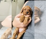 Small #4 Poodle (Toy)