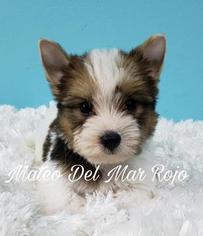 Yorkshire Terrier Puppy for sale in SANTA BARBARA, CA, USA