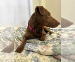 Small #2 Labrador Retriever Mix