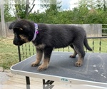 Small Photo #6 German Shepherd Dog Puppy For Sale in COLUMBIA, MO, USA