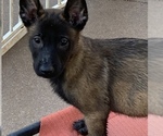 Small Photo #27 Belgian Malinois Puppy For Sale in HARKER HEIGHTS, TX, USA