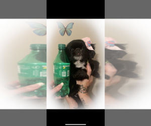 Japanese Chin Puppy for sale in BLOOMFIELD, NJ, USA