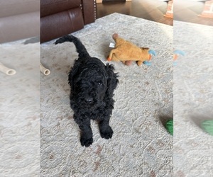 Poodle (Standard) Puppy for sale in CICERO, IN, USA