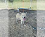 Small German Shepherd Dog Mix