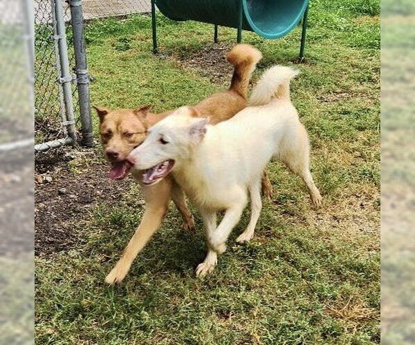 Medium Photo #4 Siberian Husky-white german shepherd Mix Puppy For Sale in Rockaway, NJ, USA