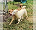 Small #3 Siberian Husky-white german shepherd Mix