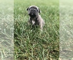 Small Photo #10 French Bulldog Puppy For Sale in CHARLESTON, IL, USA