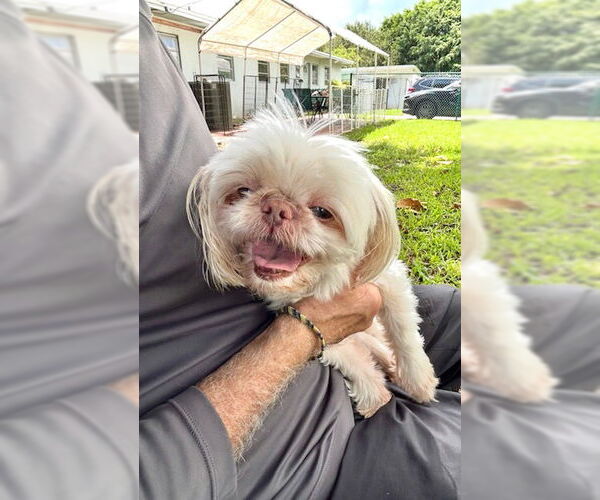 Medium Photo #7 Shih Tzu Puppy For Sale in Weston, FL, USA