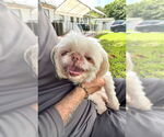 Small #6 Shih Tzu