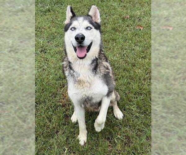 Medium Photo #1 Siberian Husky Puppy For Sale in Riverside, CA, USA
