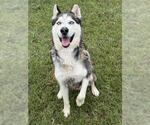 CHARLES - Male Siberian Husky Dog for Adoption - Small photo