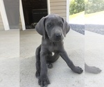 Small Photo #2 Weimaraner Puppy For Sale in ALUM BANK, PA, USA
