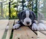 Small Photo #14 American Bully Puppy For Sale in MOTLEY, MN, USA