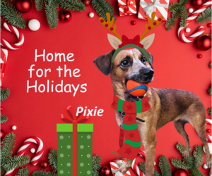 Mutt Dogs for adoption in Rootstown, OH, USA