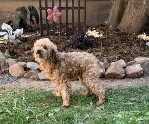 Mother of the Poodle (Miniature) puppies born on 04/16/2026