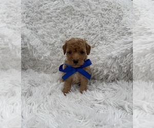 Poodle (Toy) Puppy for sale in JEFFERSONVILLE, IN, USA