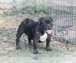 Small Photo #5 French Bulldog Puppy For Sale in GRAVETTE, AR, USA