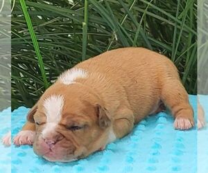 Beabull Puppy for sale in ARTHUR, IL, USA