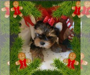 Yorkshire Terrier Puppy for sale in PORT CHARLOTTE, FL, USA