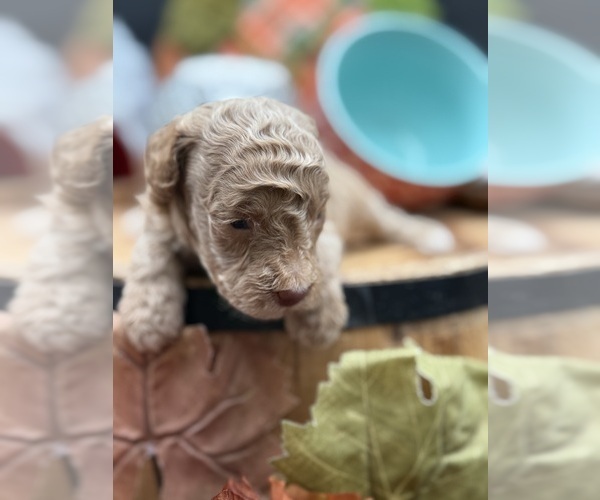 Medium Photo #5 Golden Cavadoodle Puppy For Sale in HAYDEN, AL, USA