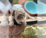 Small #4 Golden Cavadoodle