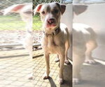 Small Photo #3 Labrador Retriever-Unknown Mix Puppy For Sale in Fairfax, VA, USA