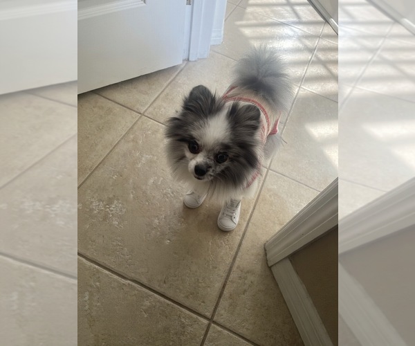 Medium Photo #1 Pomeranian Puppy For Sale in PORTLAND, ME, USA