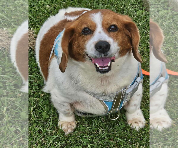 Medium Photo #2 Beagle Puppy For Sale in Brookville, OH, USA
