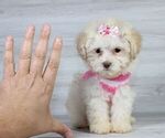 Small Photo #11 Maltipoo Puppy For Sale in LAS VEGAS, NV, USA