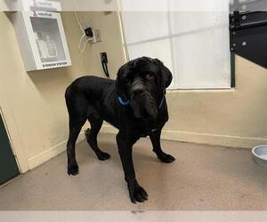 Mutt Dogs for adoption in Pasadena, CA, USA