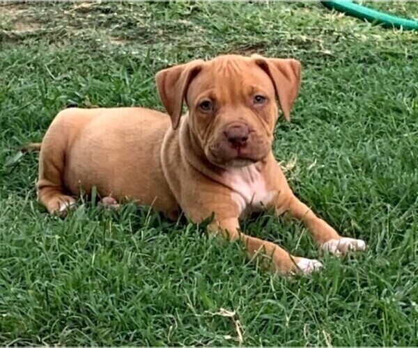 Medium Photo #2 American Bully Puppy For Sale in FORT WORTH, TX, USA