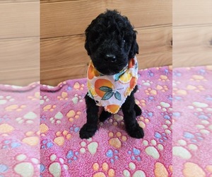 Poodle (Standard) Puppy for sale in WILLIAMSTOWN, KY, USA