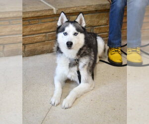 Siberian Husky Dogs for adoption in Enfield, CT, USA
