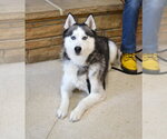 Small Siberian Husky