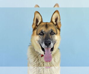 German Shepherd Dog Dogs for adoption in Pasadena, CA, USA