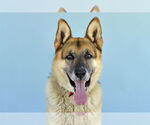 Small German Shepherd Dog