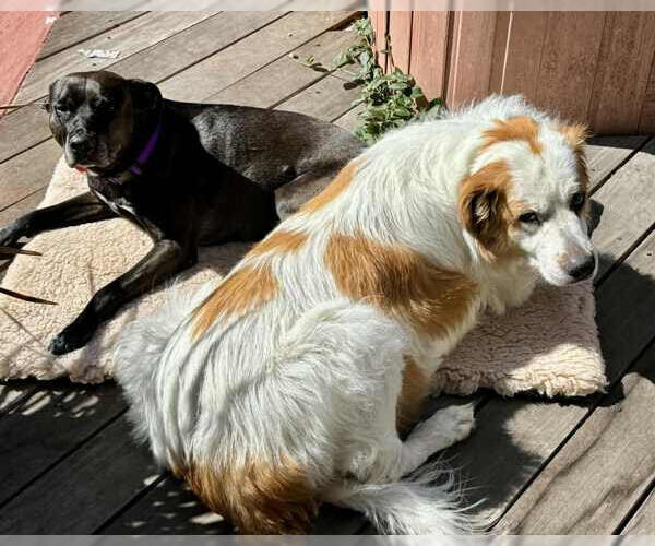 Medium Photo #3 Great Pyrenees Puppy For Sale in Petaluma, CA, USA