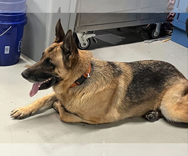 Medium Photo #2 German Shepherd Dog Puppy For Sale in Phoenix, AZ, USA