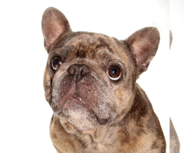 Medium Photo #1 French Bulldog-Unknown Mix Puppy For Sale in Oakland Park, FL, USA