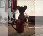 Small Photo #21 Miniature Pinscher Puppy For Sale in BULGER, PA, USA