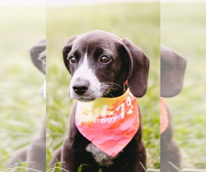 Dachshund-Unknown Mix Dogs for adoption in Elmsford, NY, USA
