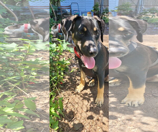 Medium Photo #1 German Shepherd Dog-Unknown Mix Puppy For Sale in Oakhurst, NJ, USA